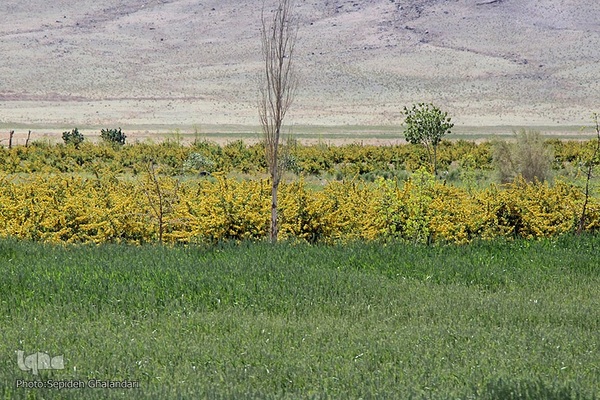 در انتظار دانه‌های طلایی زرشک