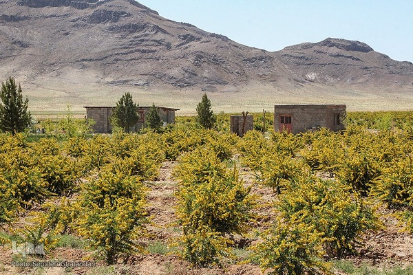 در انتظار دانه‌های طلایی زرشک