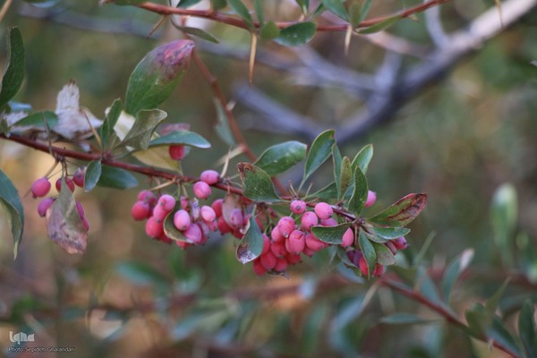 پاییز خراسان جنوبی