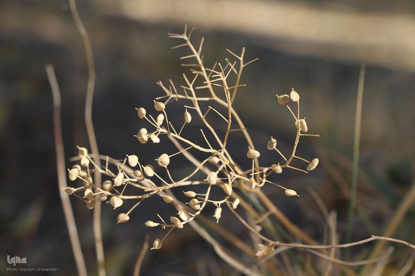 پاییز خراسان جنوبی