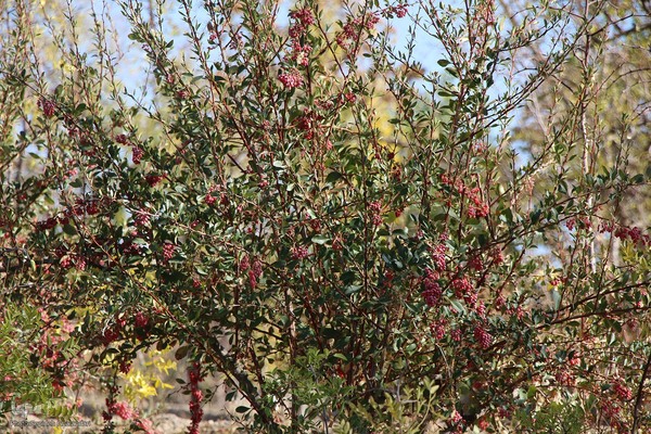 پاییز خراسان جنوبی