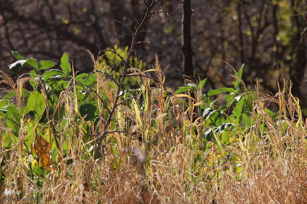 پاییز خراسان جنوبی