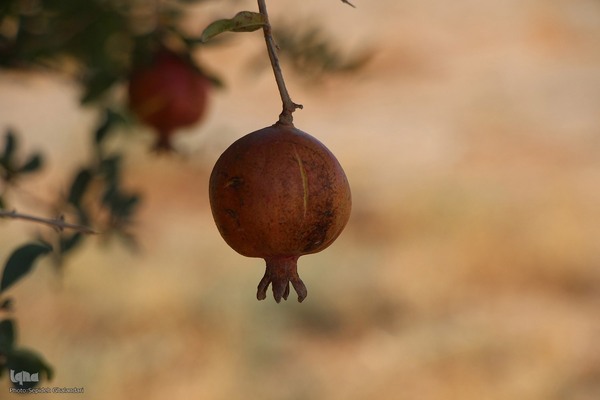 پاییز خراسان جنوبی