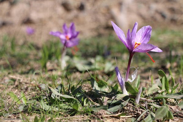 پاییز خراسان جنوبی