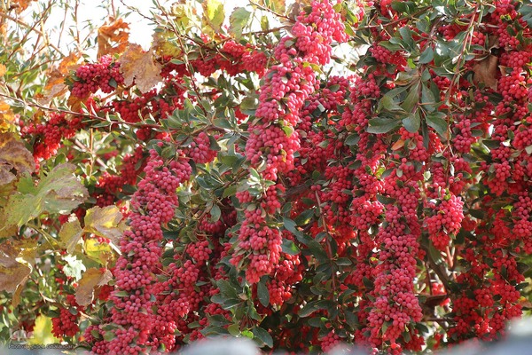 پاییز خراسان جنوبی