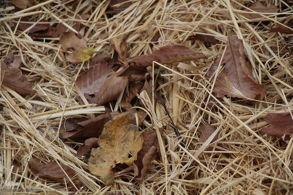 پاییز خراسان جنوبی