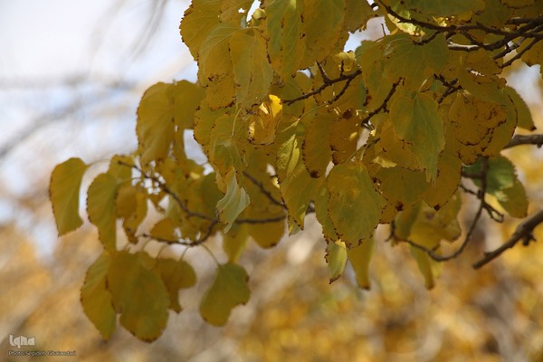 پاییز خراسان جنوبی