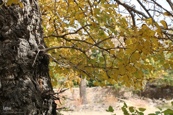 پاییز خراسان جنوبی