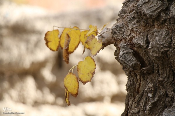 پاییز خراسان جنوبی