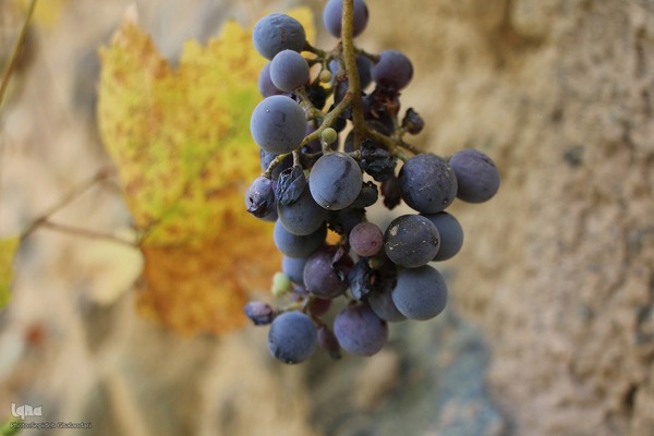 پاییز خراسان جنوبی