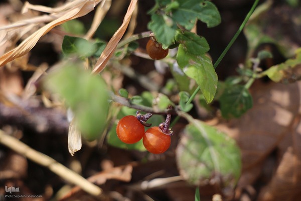 پاییز خراسان جنوبی