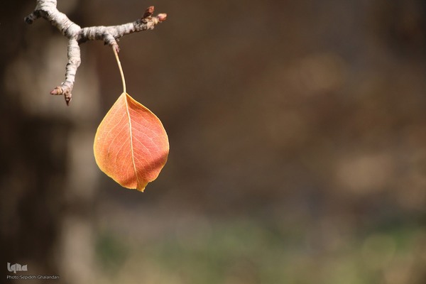 پاییز خراسان جنوبی