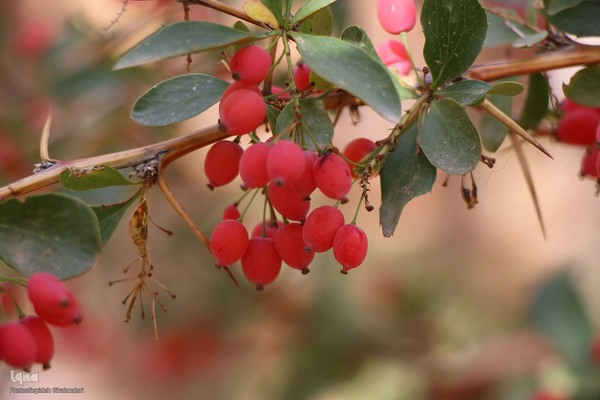 پاییز خراسان جنوبی