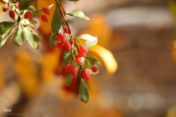 پاییز خراسان جنوبی