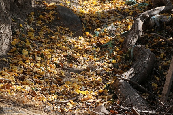 پاییز خراسان جنوبی