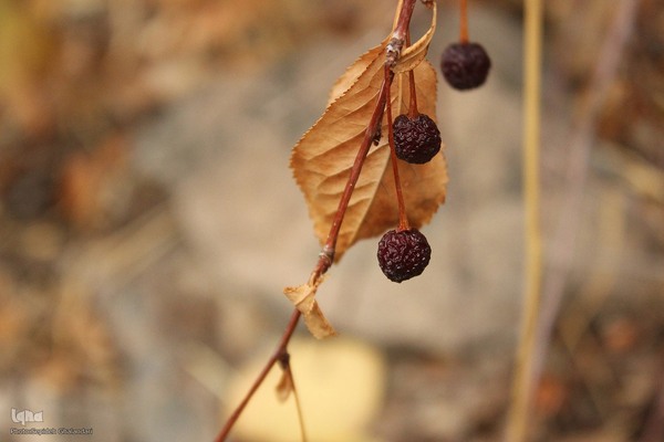 پاییز خراسان جنوبی