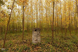 दलखानी जंगल का पतझड़ का मौसम